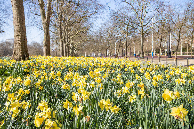 春天在圣詹姆斯公园的林荫道在威斯敏斯特市，伦敦