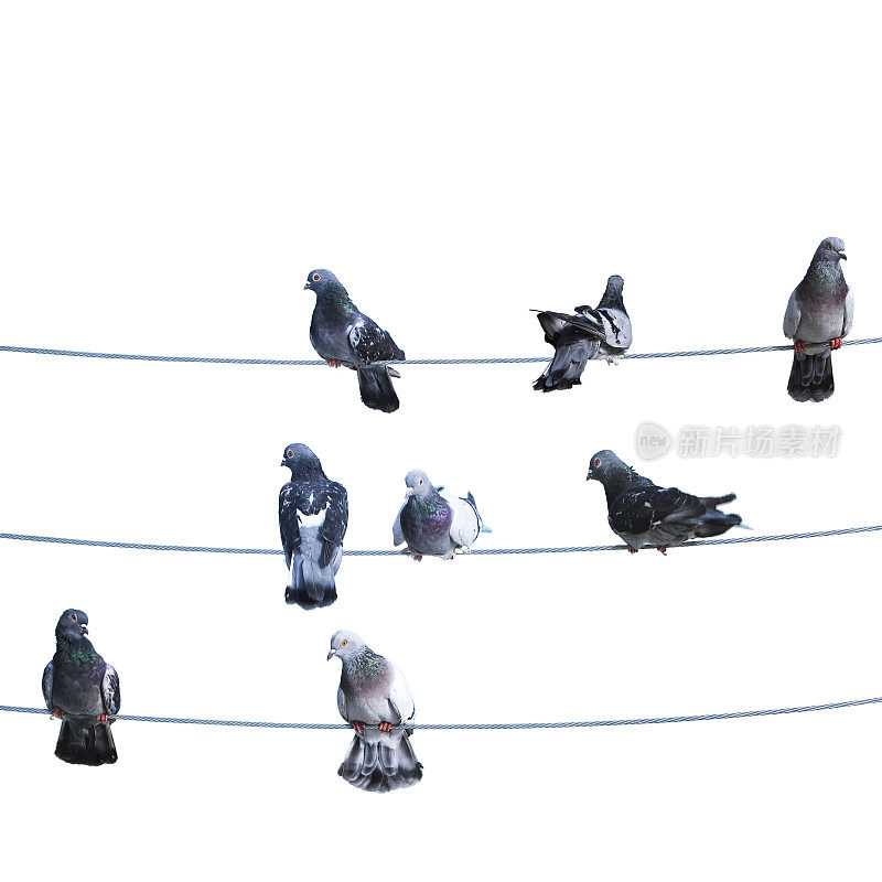 一群鸟在电线上排成一排