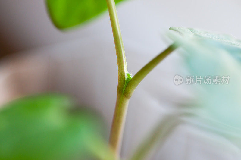 植物幼苗在早晨的阳光下生长缓慢