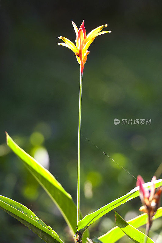 向日葵种花头状花序和茎，哥斯达黎加