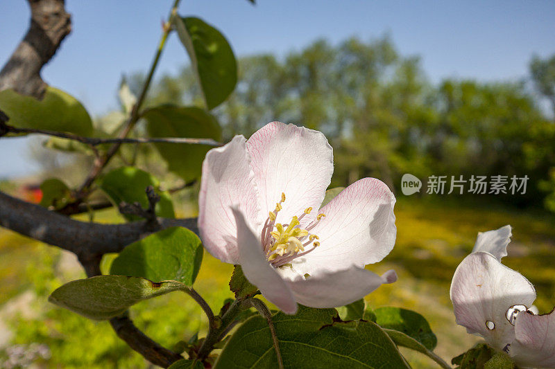 春暖花开的木瓜