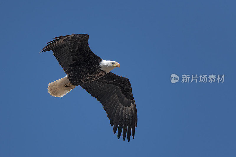 在蒙大拿州的乡村，秃鹰和小鹰从巢中飞走