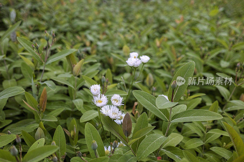 飞蓬属植物annuus