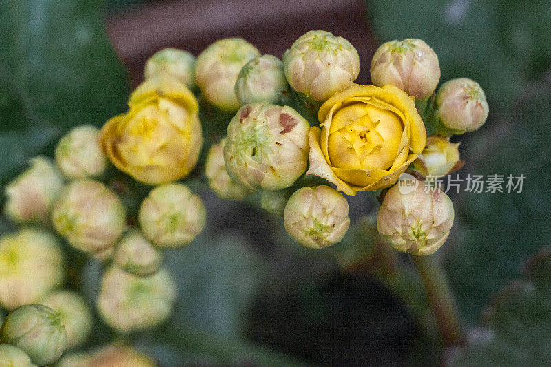 花在萌芽状态