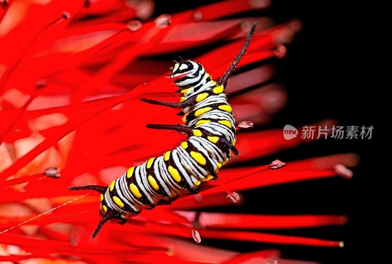 毛毛虫在红花花粉上爬行——动物行为。