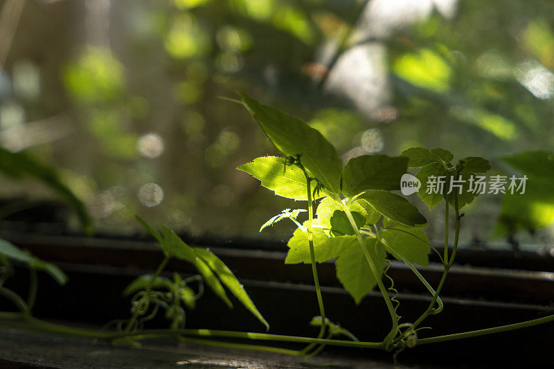 阳光照在绞股蓝叶子上