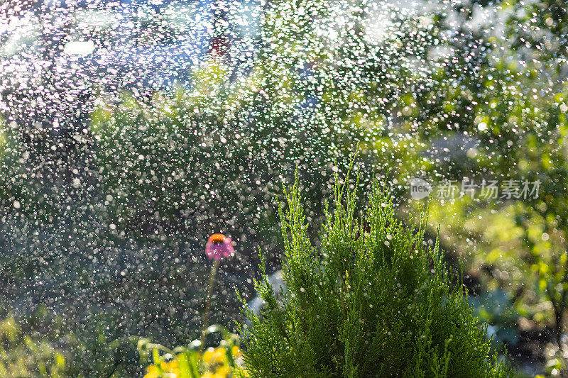 夏日阳光背景下的thuja浇水。阳光下的水滴