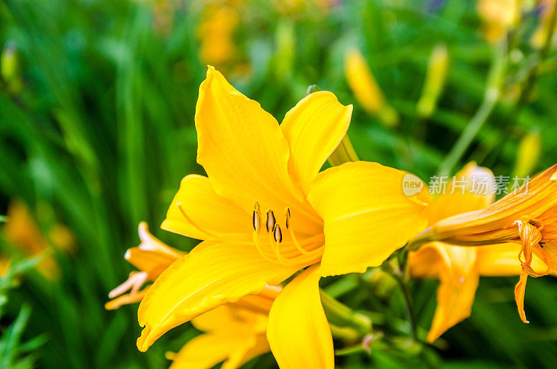 黄色黄花菜的特写