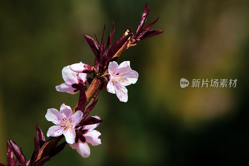 春天的樱花