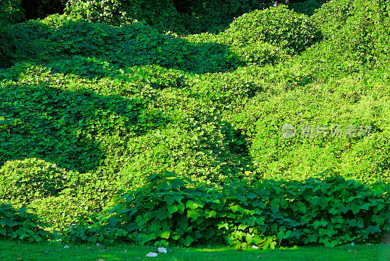 葛属(葛根)入侵藤本植物