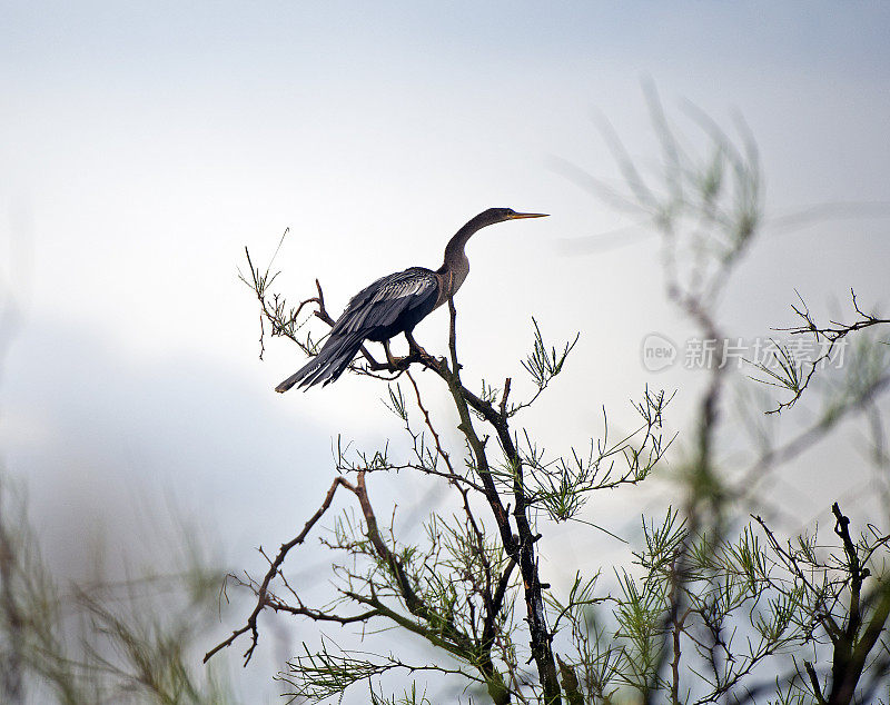 哥斯达黎加，休莫港，树梢上的Anhinga