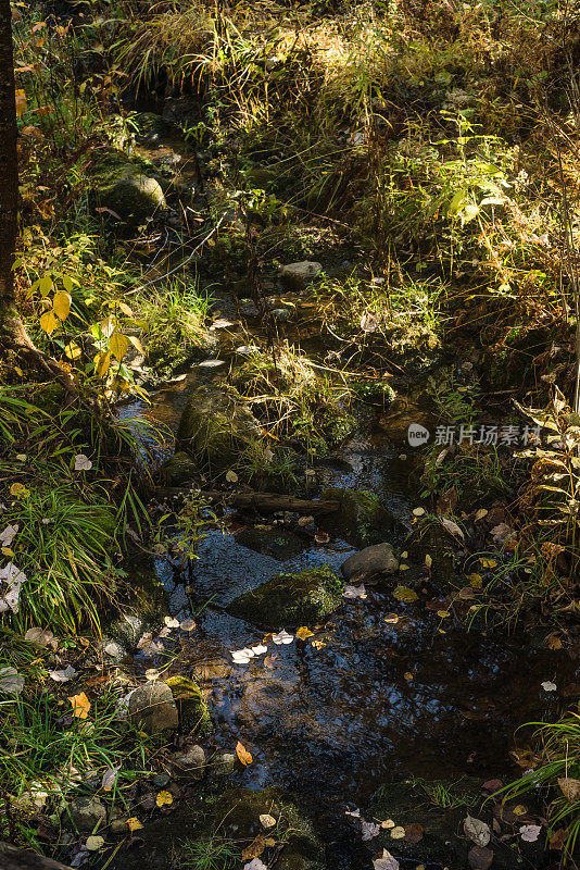 秋天的风景-小溪流，落叶环绕