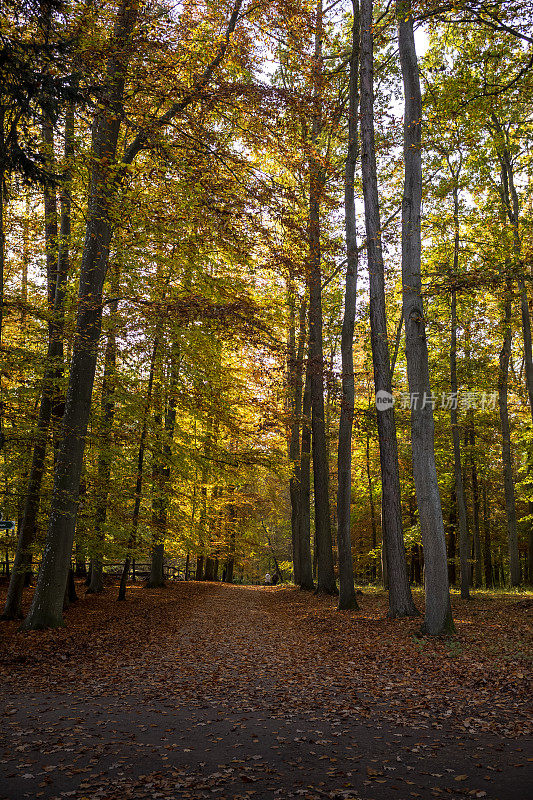 秋天的森林自然