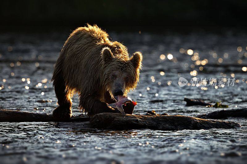 棕熊在咬一条站在木头上的鱼，背景模糊