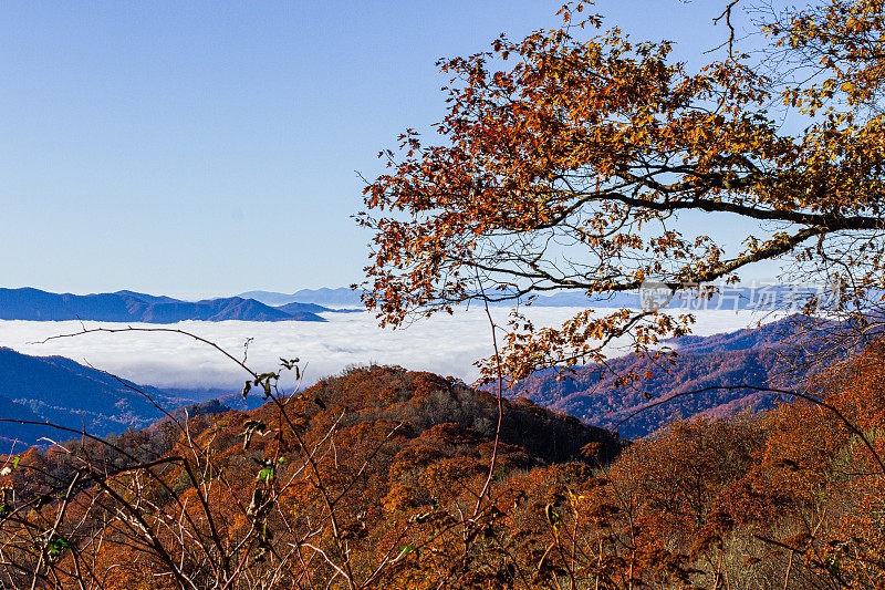 五颜六色的秋天树木和田纳西州的山景在2022年的秋天