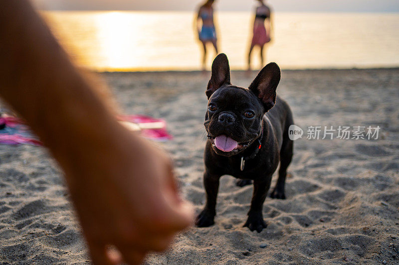 年轻人在海滩上和法国斗牛犬玩耍