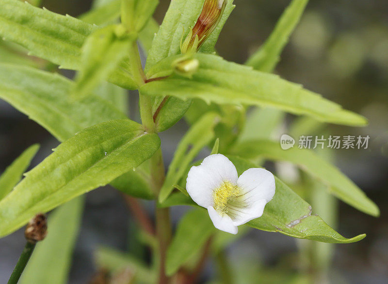 青葛拉(青葛拉)