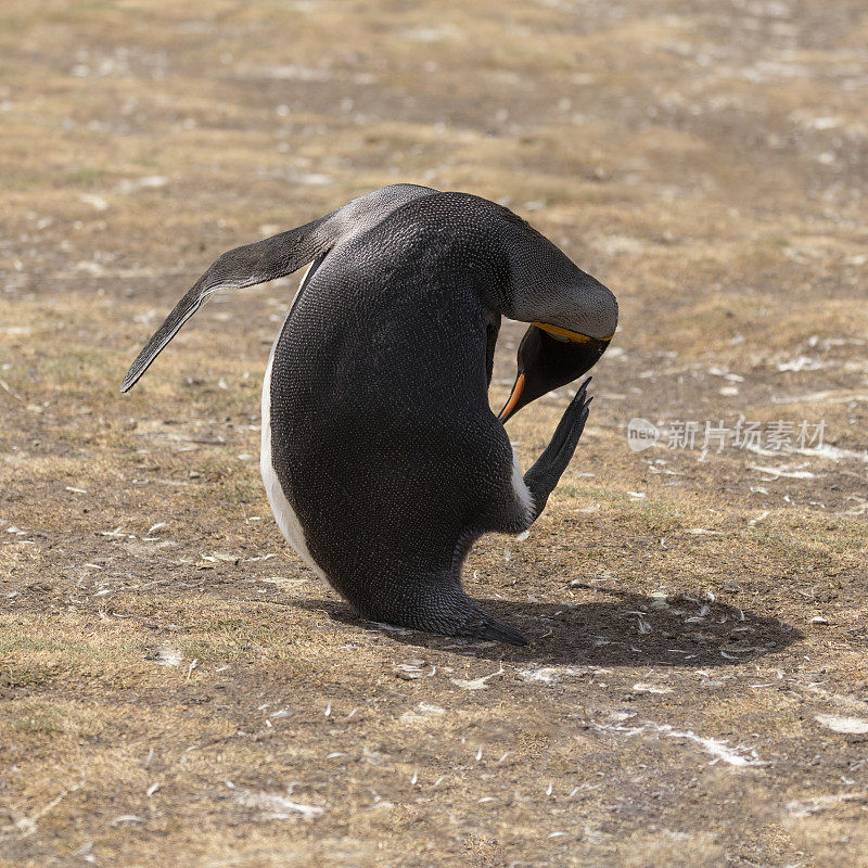 帝企鹅，巴塔哥尼亚附肢，福克兰群岛