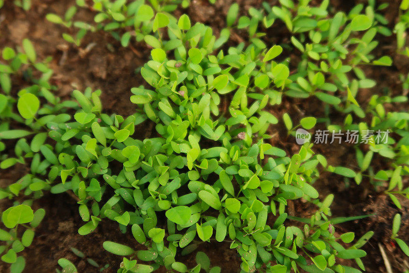 全帧图片，种植胡芦巴幼苗的蔬菜花园床，干燥的堆肥，土壤条件差，抬高视图