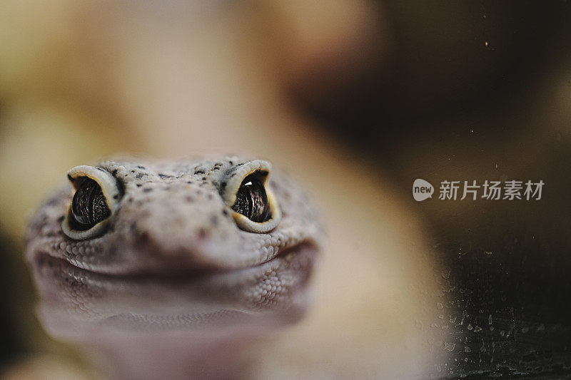 豹壁虎黑色背景