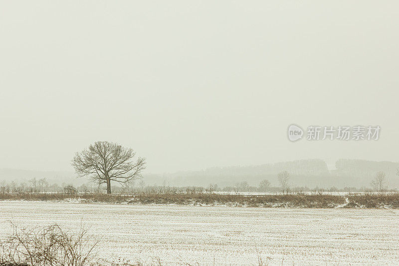 2022年12月，俄亥俄州奇利科特的雪天里，奇形怪状的雪树