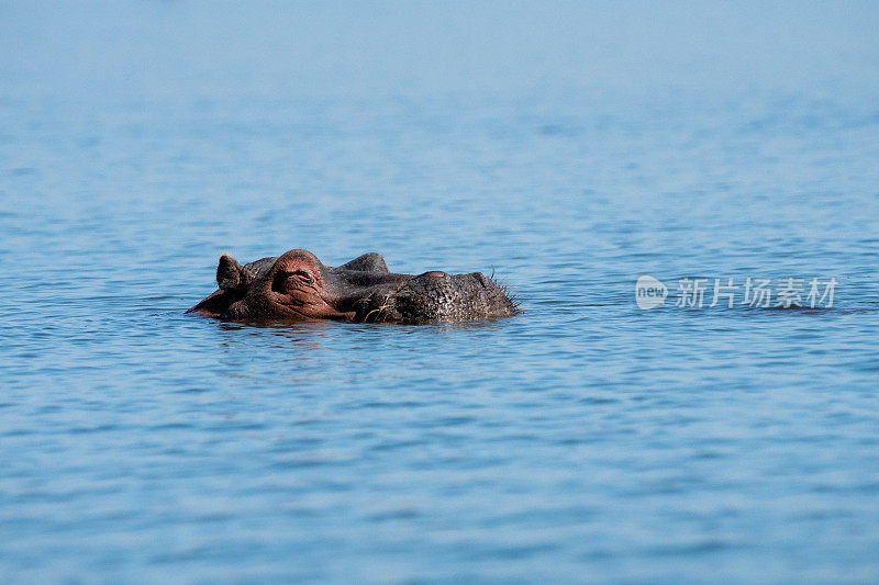 河马伸出它的头在白天在奈瓦沙湖在肯尼亚非洲