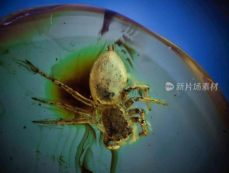 波罗的海琥珀中的节肢动物，跳蛛(跳蛛科，蜘蛛目)
