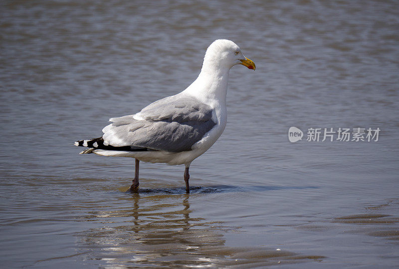 北海凯特维克海滩上的银鸥