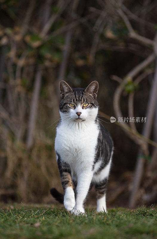 流浪猫正看着相机。