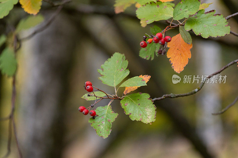 花楸在树枝上。