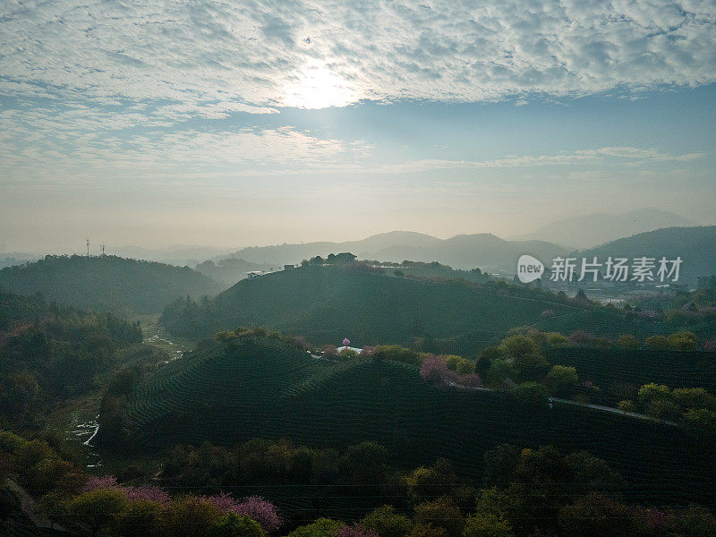 樱桃有机茶山鸟瞰图