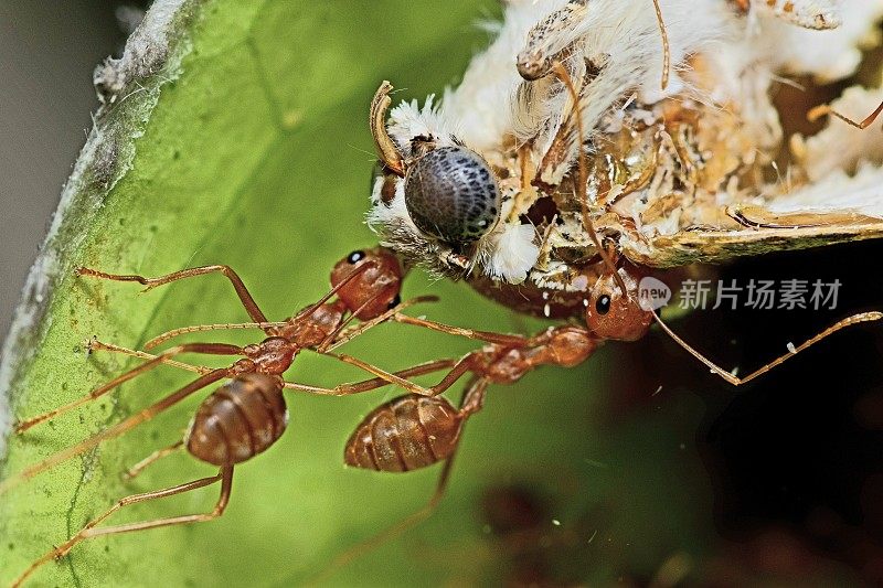 蚂蚁猎蛾——动物行为。