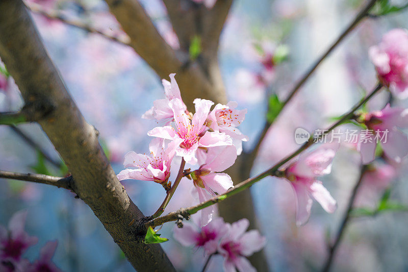 桃花