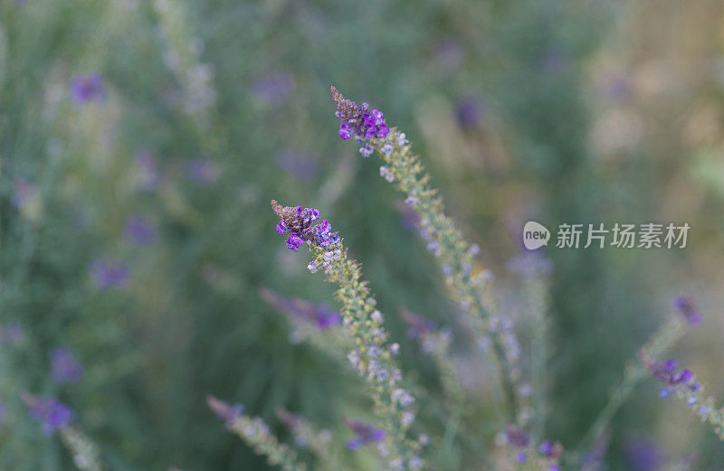 DSC06033品红的花朵，背景