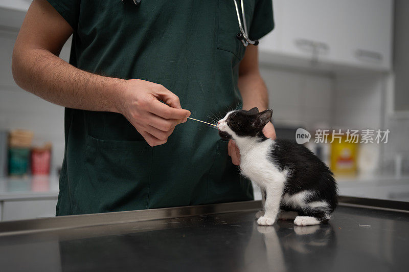 一名男性兽医在诊所用棍子喂小猫