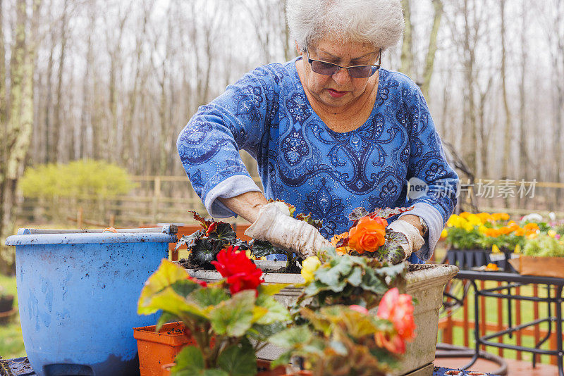 在一个雾蒙蒙的春天，一位年长的妇女在屋外的花盆里专心地种植秋海棠幼苗。