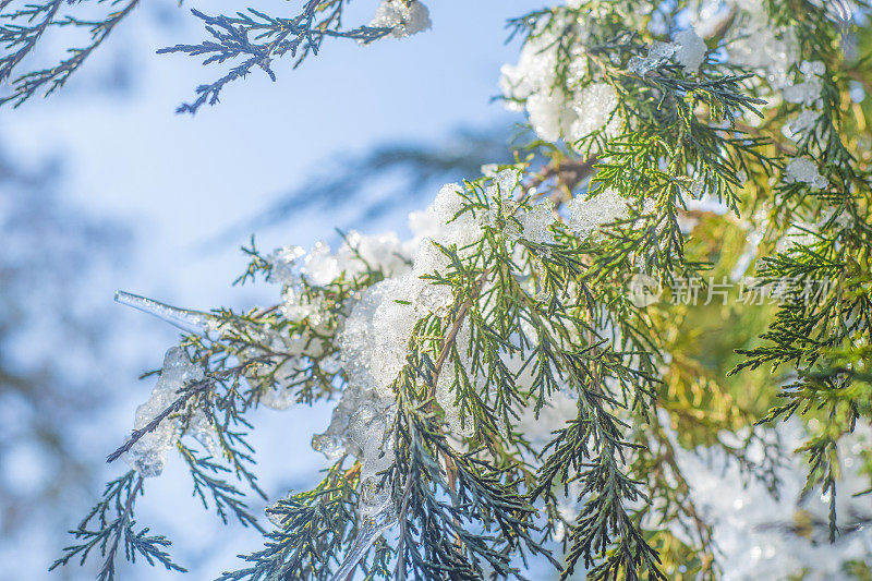 春季融雪的侧柏树枝特写。冬日暖化的主题背景。