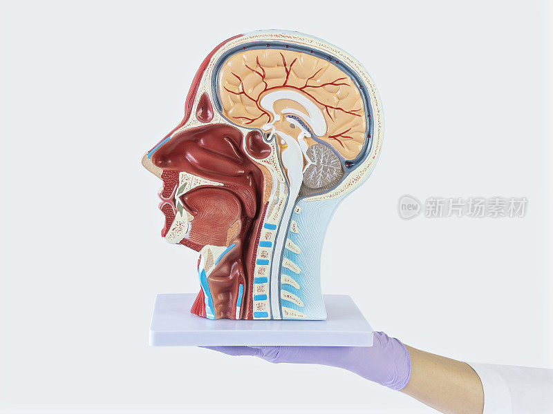 医生正在展示一个人头