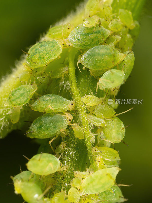 园林植物上多虱子的宏观分析