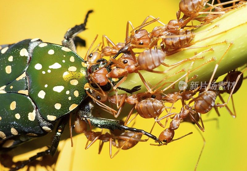 蚂蚁帮助把虫子带到巢里——动物的行为。