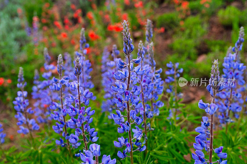 风景秀丽的高山峡谷野花草地