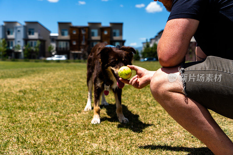 一名身穿黑衬衫和灰色短裤的男子在狗公园里愉快地和他的狗玩接球游戏。这只柯利牧羊犬和澳大利亚谢泼德牧羊犬的混种，被装饰成棕色和浅黄色，急切地捡起扔出去的玩具。