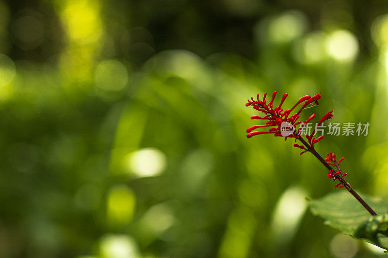 热带雨林中郁郁葱葱的绿叶和红花的特写细节