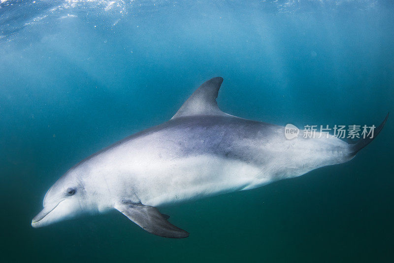 近距离的瓶鼻海豚微笑，看着相机在水下