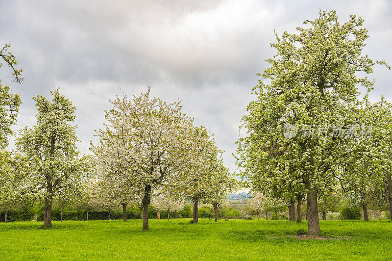 林堡南部春天开花的果树
