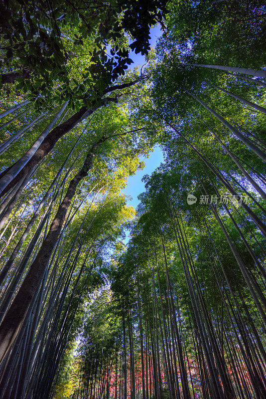 垂直格式——从一排竹林望向天空，色彩对比显得强烈。