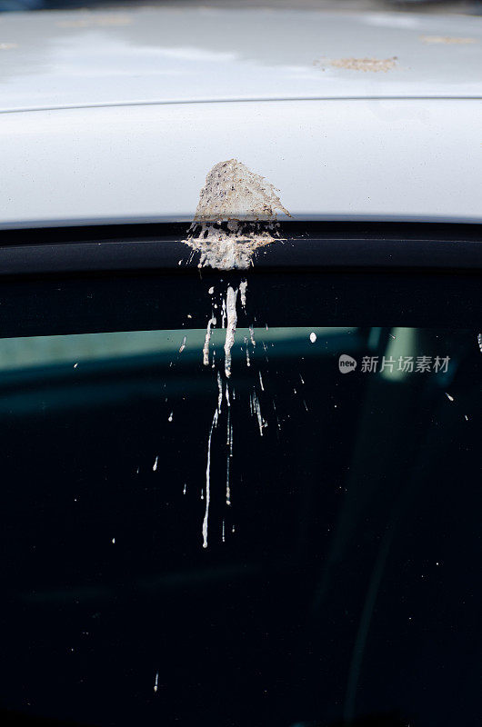 一只海鸥在白色车窗上拉屎