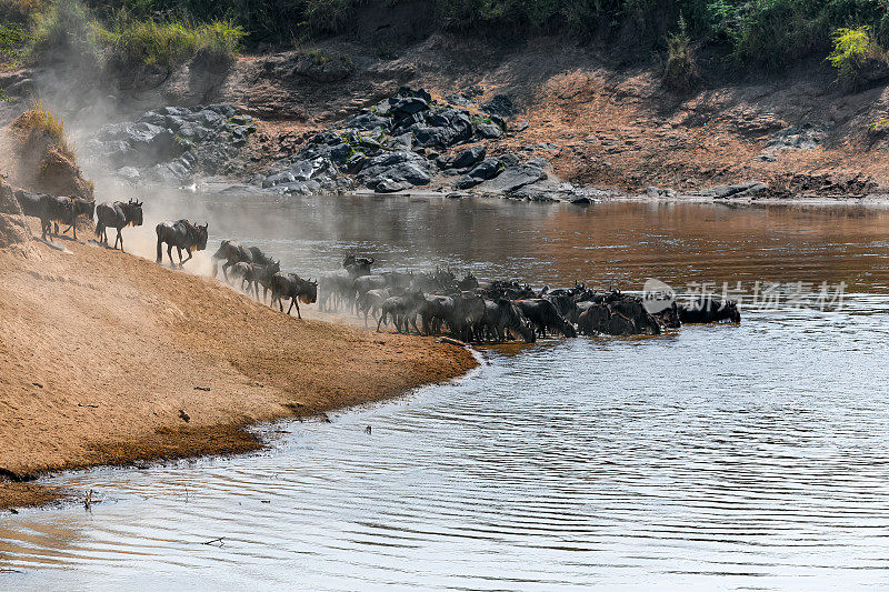 大迁徙中的马拉河角马羚羊