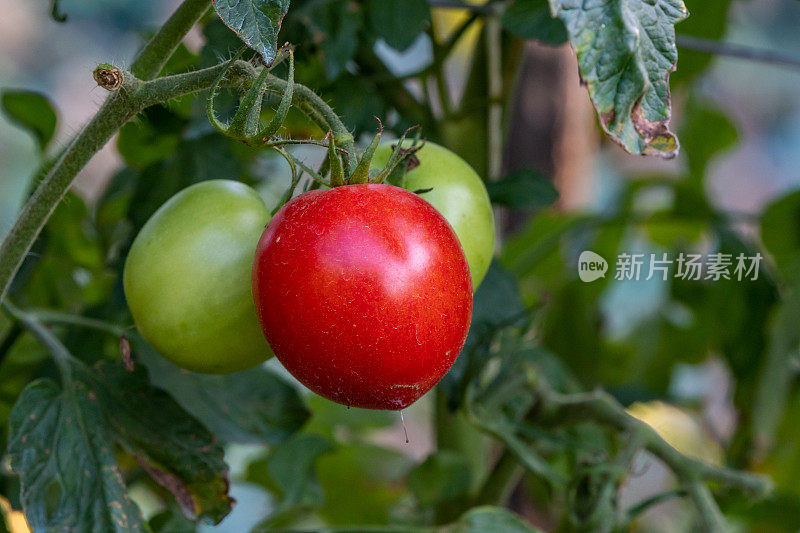 花园里成熟和未成熟的西红柿