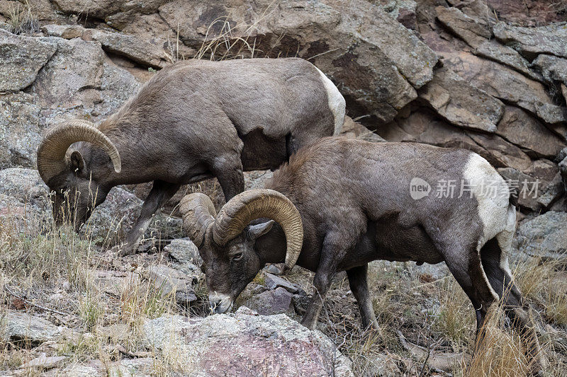 大角羊，公羊，两只雄性动物吃